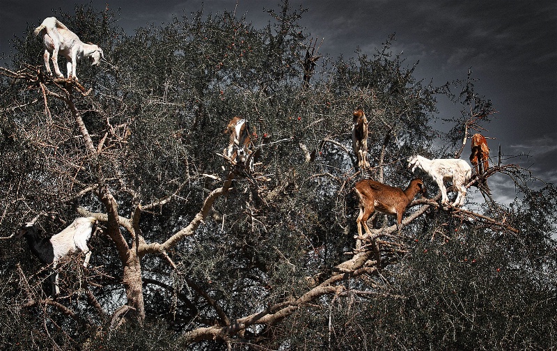 Funny Goats on a Tree