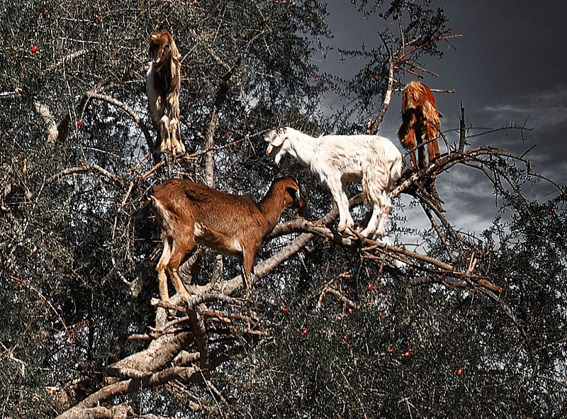 4 Goats on a Tree