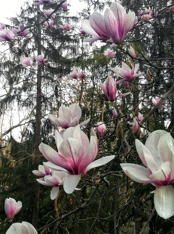 Magnolias with 100-ft Norway Spruce