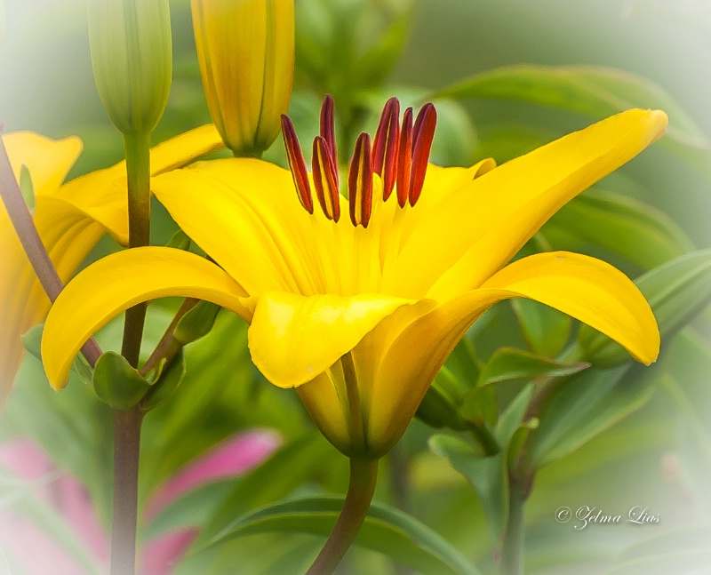 Showy Yellow Lily
