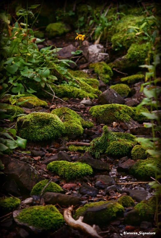 ~ The Beauty of Moss ~