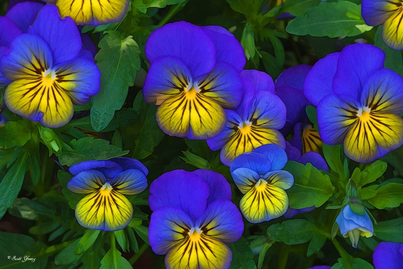 Violas; Norfolk Botanical Garden, Va.