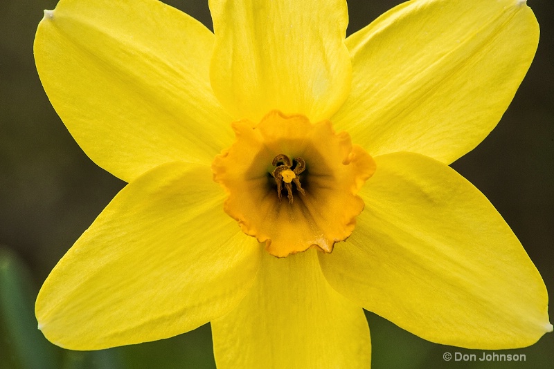 Another Yellow Daffodil 3-0 f lr 4-17-15 j197