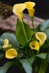 Yellow Calla Lill...