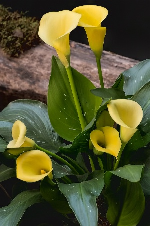 Yellow Calla Lillies