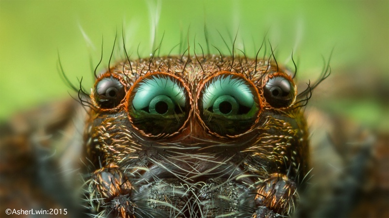 Jumping spider eyes