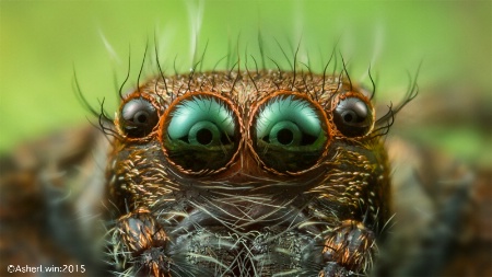 Jumping spider eyes