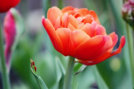 Red Flower