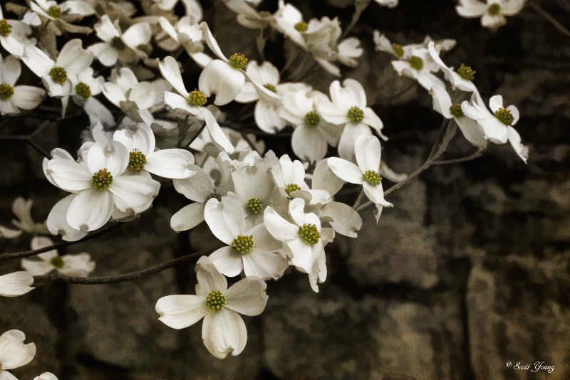 Dogwood Blossoms; Norfolk Botanical Garden