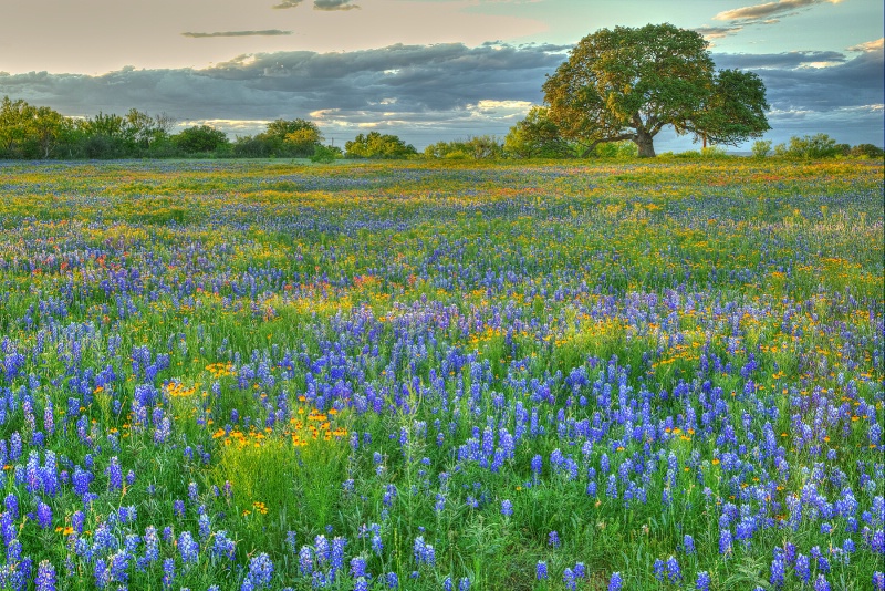 Hill Country Colors