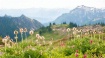 Painted Wildflowe...