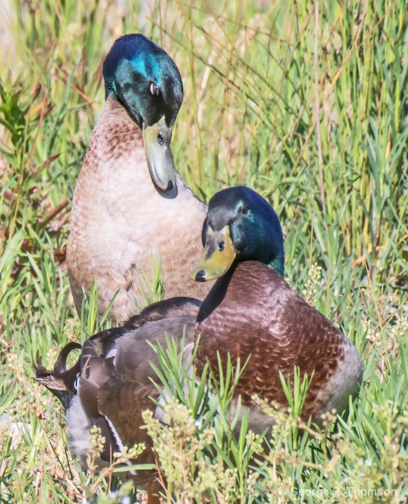 Duck Buddies