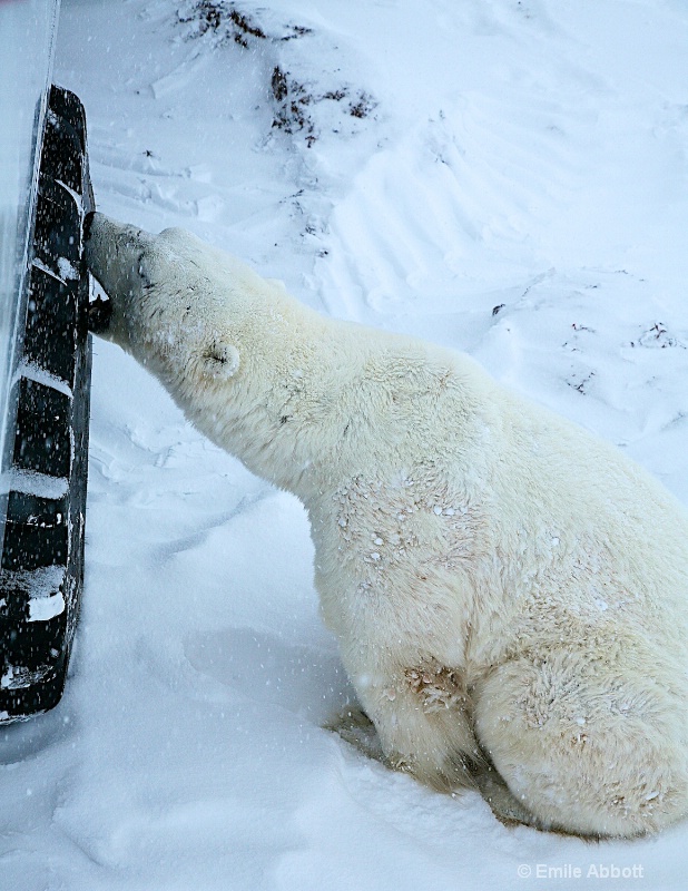 Polar Bears will eat most anything.