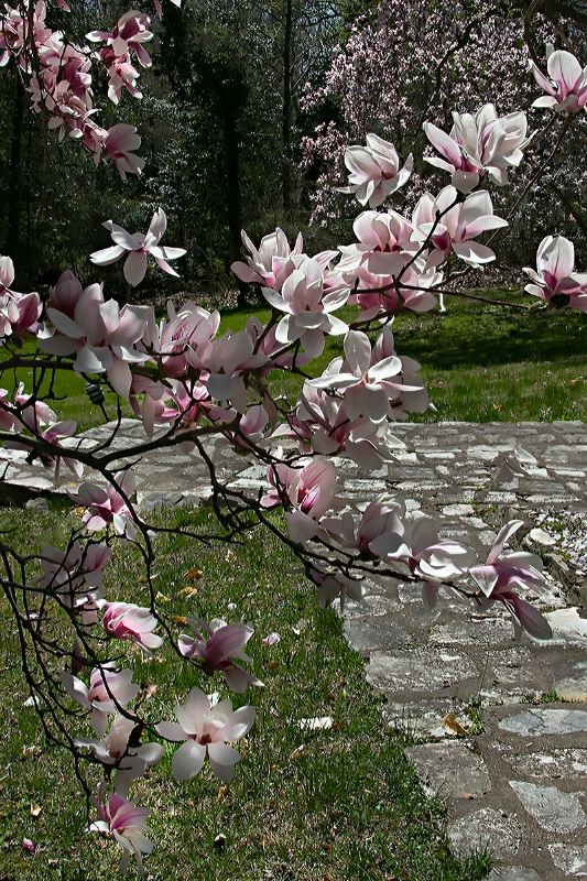 Blossoms and Stone