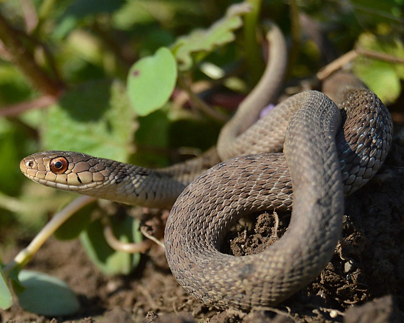 Gartersnake Scales - HAPPY EARTH DAY