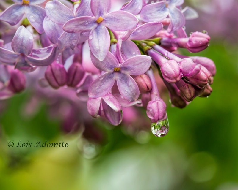 lilac reflections