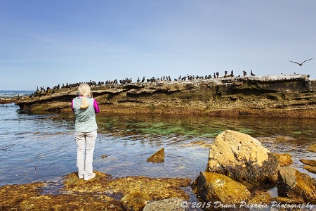 Photographing Nature