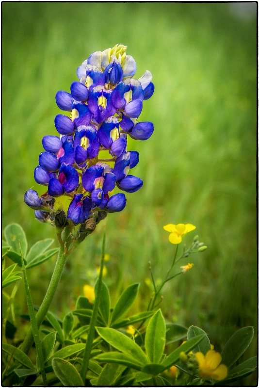 Bluebonnet and Friends 