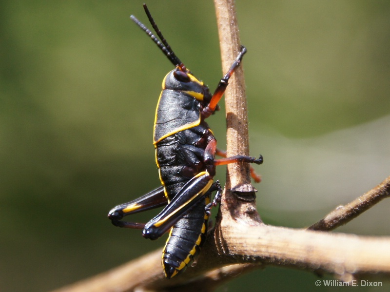 Horse Lubber Grasshopper Nymph 