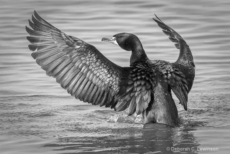 Cormorant Pose