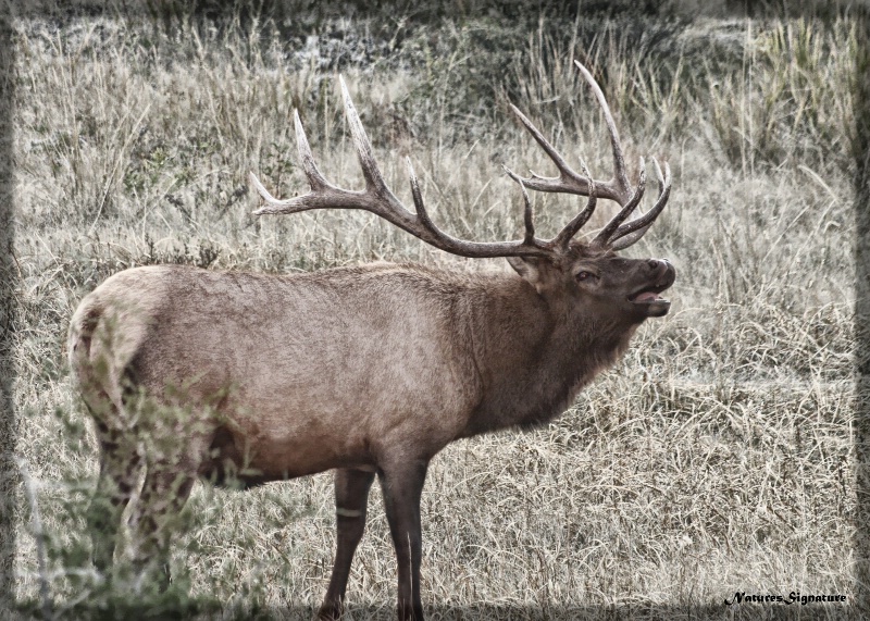~ Elk Call ~