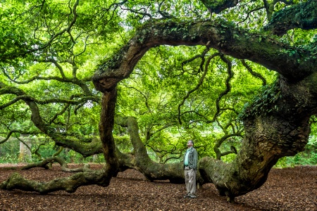 Angel Oak 7056 