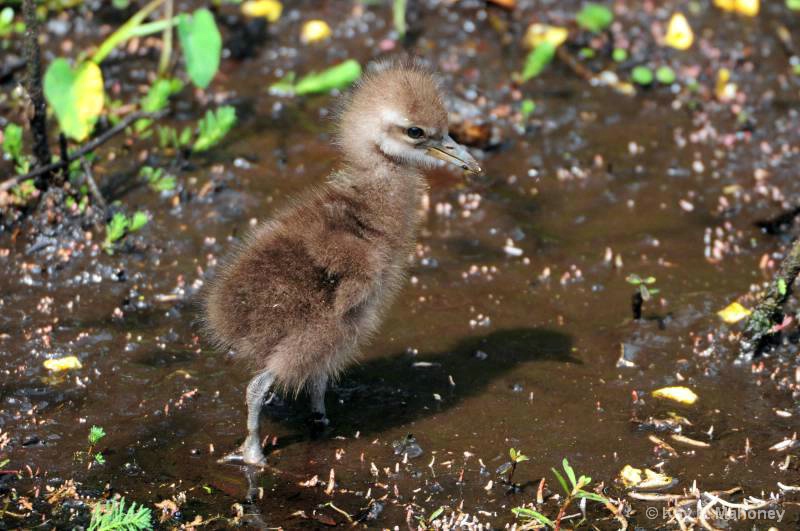 Baby Limpkin