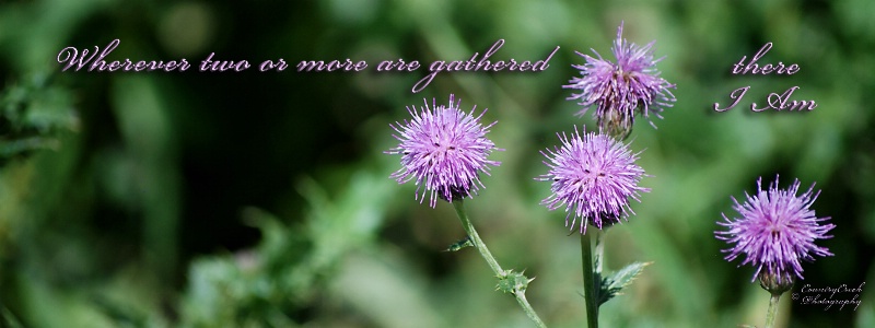 BIBLE QUOTE WITH FLOWERS FACEBOOK COVER 1