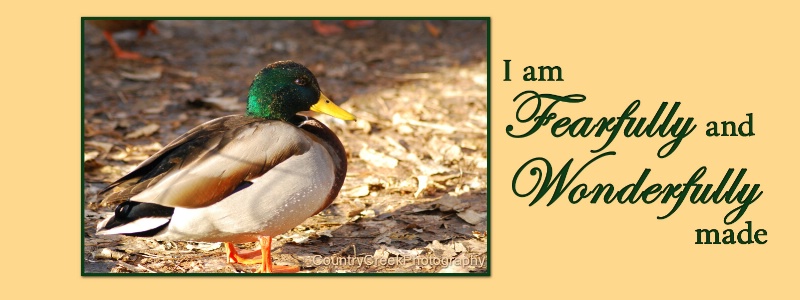 DUCK FACEBOOK COVER WITH INSPIRATIONAL SAYING 1