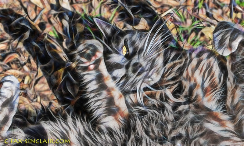 Electric Cat - ID: 14884032 © Fax Sinclair