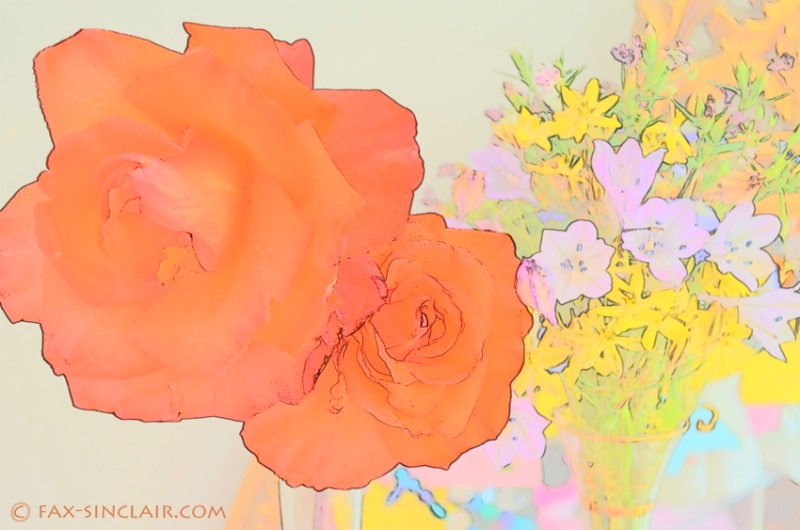 Orange Roses - ID: 14884038 © Fax Sinclair