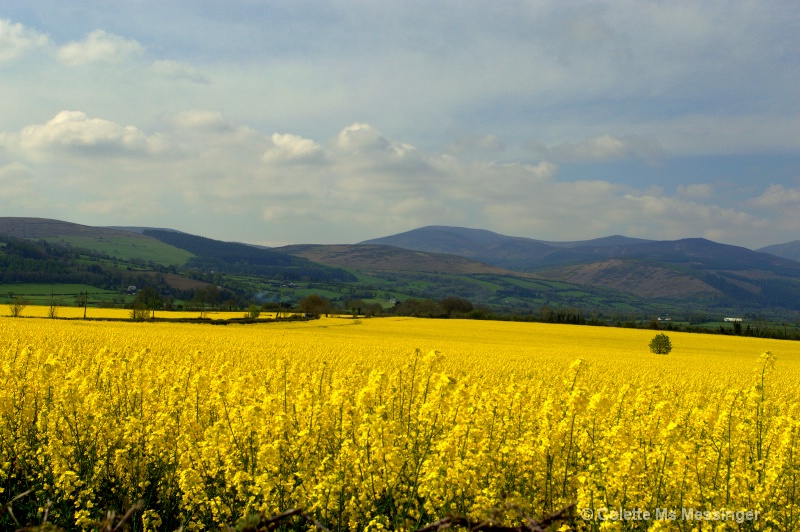 spring yellow 15