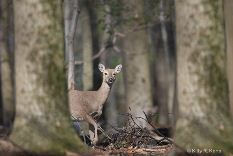 deer in the woods 1604 - ID: 14884141 © Kitty R. Kono