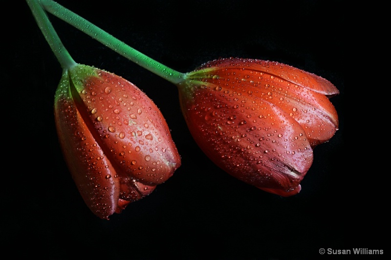 Rainy Day Tulips