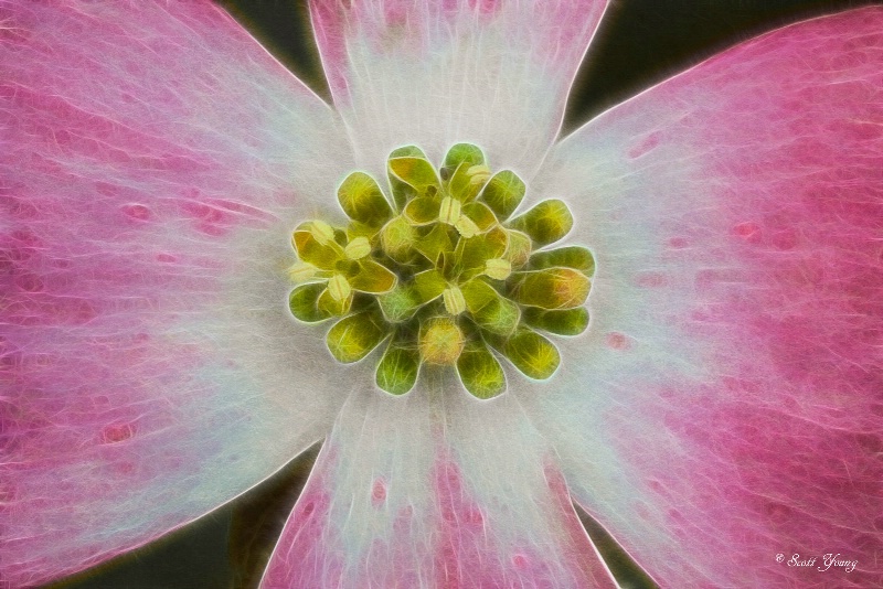Pink Dogwood Blossom; Norfolk, Va.