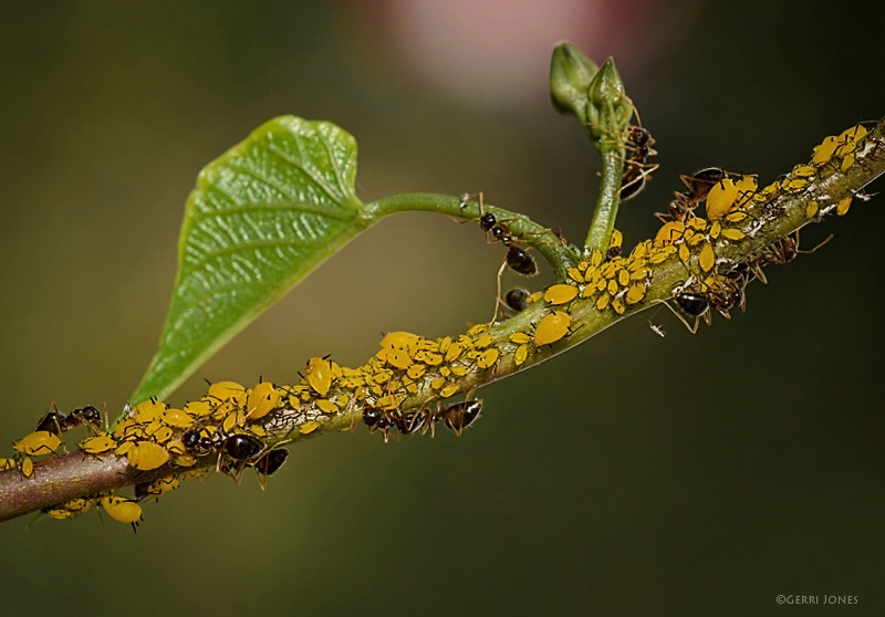 Ants Farming Aphids