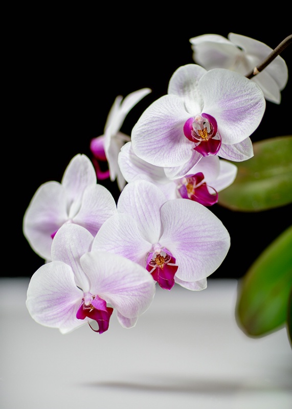 Orchids On White Plexiglass