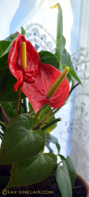 Anthurium in the Window  - ID: 14884424 © Fax Sinclair