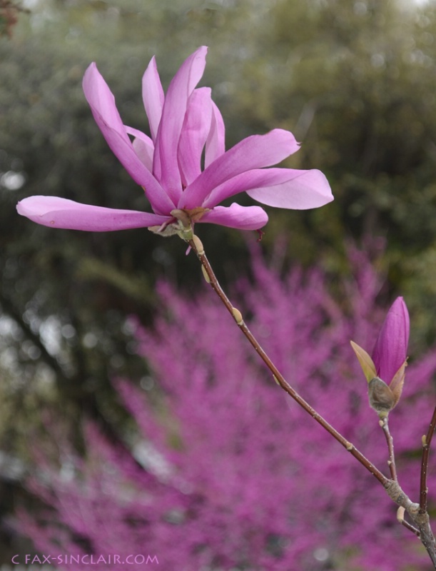 magnolia 1 sm - ID: 14884621 © Fax Sinclair