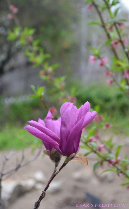 magnolia 2 sm - ID: 14884622 © Fax Sinclair