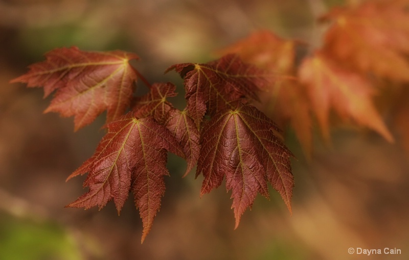 An Autumn Memory