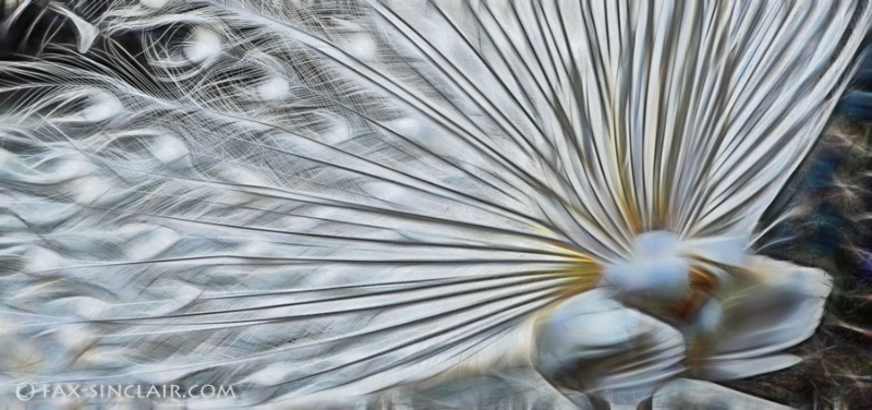 Fractalized Feathers 2 - ID: 14884678 © Fax Sinclair