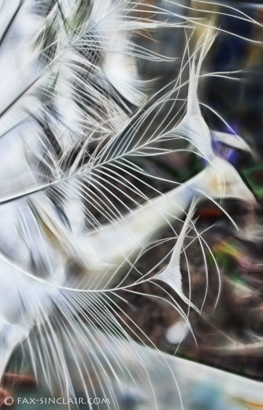 Fractalized Feathers - ID: 14884680 © Fax Sinclair