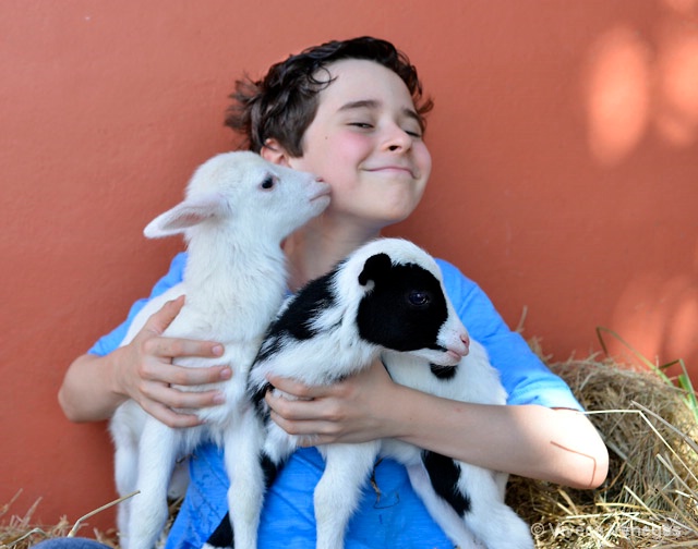 Two Little Lambs and a Boy.
