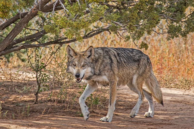 Mexican Wolf     