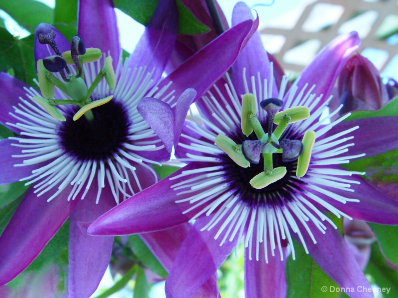 Twin Passion Flowers