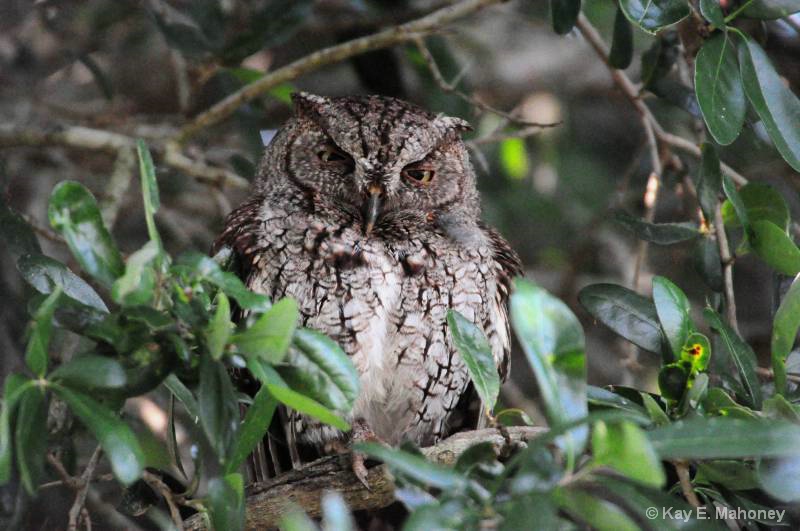 Little Screech Owl