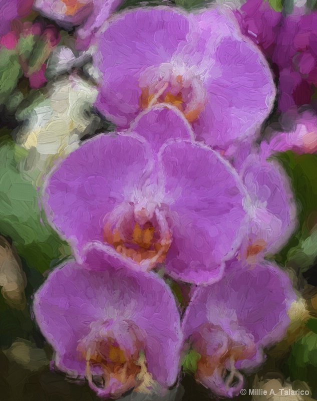 Orchids