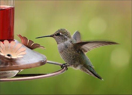 Hummingbird