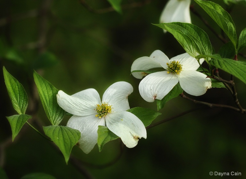 Dogwood Blooms